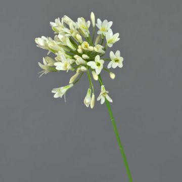 Deko Kunstblume Agapanthus PHILINA, creme-grün, 75cm, Ø14cm