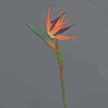 Dekoblume Strelitzie WEIYU, orange-violett, 60cm, 10x13cm