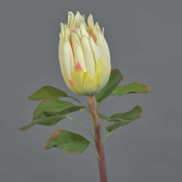 Unechte Protea SHUHUI, creme-rosa, 60cm, Ø8cm