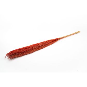 Getrockneter Schilf Bund DONJETA, rot, 115-120cm, Ø15cm