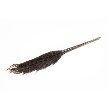 Getrockneter Schilf Bund DONJETA, schwarz, 70-80cm, Ø15cm Getrockneter Schilf Bund DONJETA, schwarz, 70-80cm, Ø15cm