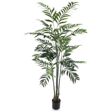 Deko Palme Bambuspalme SHUNAN, 150cm