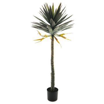 Deko Palme Yucca gloriosa MUYANG, 150cm