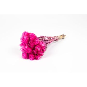Getrockneter Strohblumenstrauß BIBIANA, pink, 30-40cm, Ø15cm