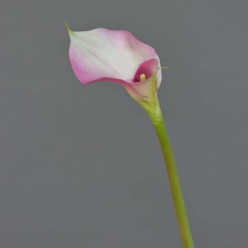 Künstliche Calla MARIOLA, rosa-weiß, 80cm, 8x15cm