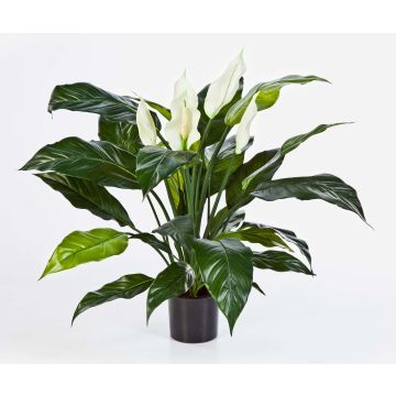 Spathiphyllum Kunstpflanze ABBY mit Blüten, weiß, 75cm Spathiphyllum Kunstpflanze ABBY mit Blüten, weiß, 75cm