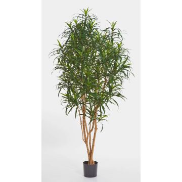 Künstliche Dracaena Reflexa Anita KAYLIN, Naturstämme, grün, 180cm