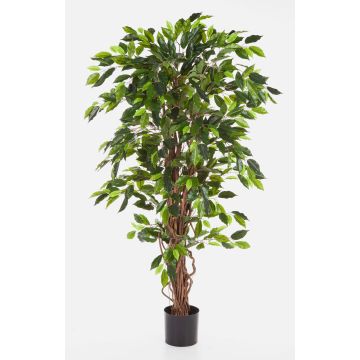 Künstlicher Ficus Benjamini JARLAN, Echtstämme, grün, 180cm Künstlicher Ficus Benjamini JARLAN, Echtstämme, grün, 180cm