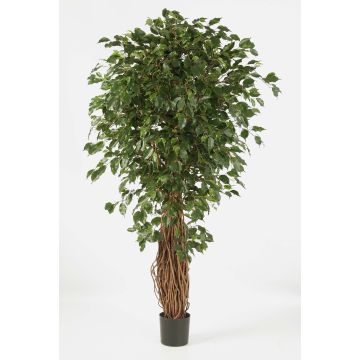 Künstlicher Ficus Benjamini LUCIUS, Echtstämme, grün, 180cm