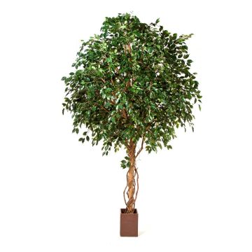 Kunst Ficus Benjamini RAMZO, Echtstämme, im Topf, grün, 315cm