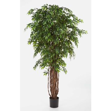 Künstlicher Ficus Benjamini ALIRIO, Naturstämme, grün, 180cm
