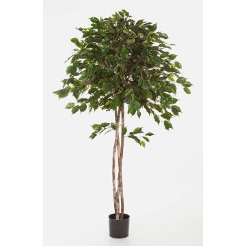 Künstlicher Ficus Benjamina KURO, Naturstämme, grün, 150cm