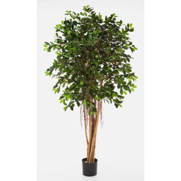 Künstlicher Ficus Benjamina AURIOL, Echtstämme, grün, 210cm Künstlicher Ficus Benjamina AURIOL, Echtstämme, grün, 210cm