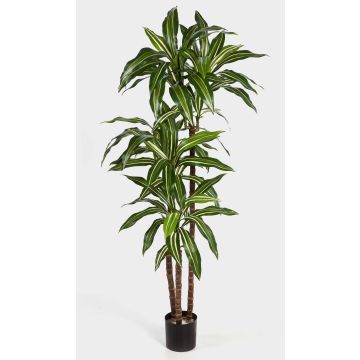 Kunstpflanze Dracaena Fragrans LAURA, Echtstämme, grün-weiß, 120cm
