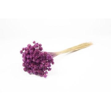 Trockenstrauß AVISSA, Brasilianische Hügelblume, violett, 45-60cm, Ø13cm Trockenstrauß AVISSA, Brasilianische Hügelblume, violett, 45-60cm, Ø13cm