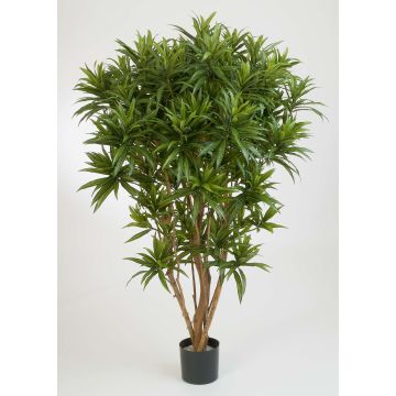 Kunst Dracaena Reflexa Jamaica AMELIA, Echtstämme, grün, 145cm