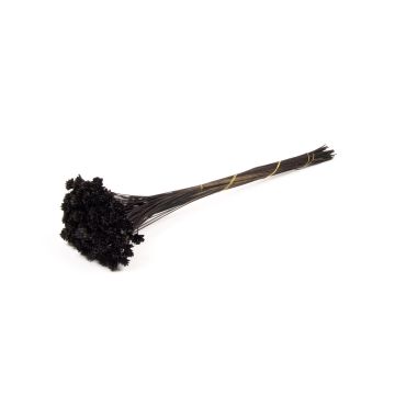Trockenstrauß AVISSA, Brasilianische Hügelblume, schwarz, 45-60cm, Ø13cm Trockenstrauß AVISSA, Brasilianische Hügelblume, schwarz, 45-60cm, Ø13cm