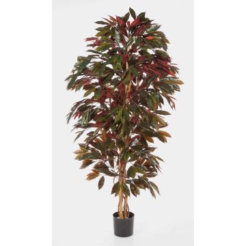 Kunstbaum Croton CARA, Naturstämme, grün-rot, 150cm