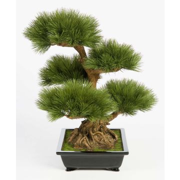 Kunstbonsai Pinie TAYLOR mit Wurzeln, in Keramikschale, 70cm