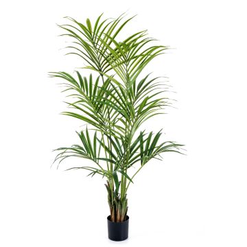 Künstliche Kentia Palme OMAYRA, 200cm