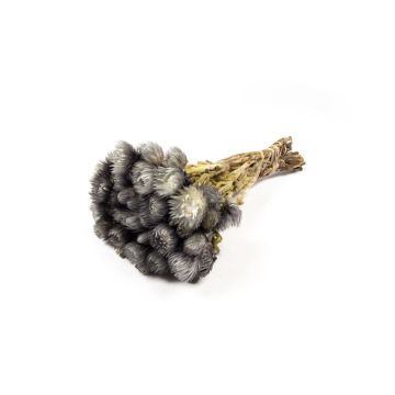 Getrockneter Strohblumenstrauß BIBIANA, grau, 35-45cm, Ø15cm