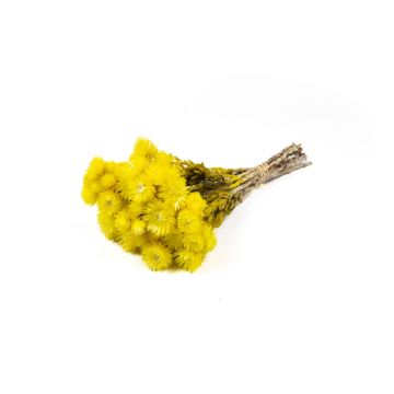Getrockneter Strohblumenstrauß BIBIANA, gelb, 35-45cm, Ø15cm