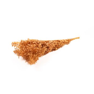 Getrocknete Ruscus Zweige AGNIATA, terracotta, 70-75cm, Ø17cm