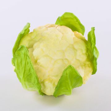 Deko Blumenkohl SINEO, weiß-grün, 10,5cm, Ø18cm Deko Blumenkohl SINEO, weiß-grün, 10,5cm, Ø18cm