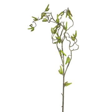 Deko Haselnusszweig SIHAO mit Kätzchen, grün, 100cm Deko Haselnusszweig SIHAO mit Kätzchen, grün, 100cm