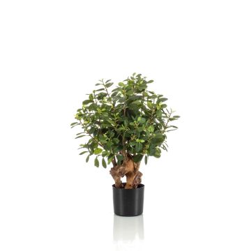 Künstlicher Ficus Retusa CUMBIA, Naturstamm, grün, 70cm