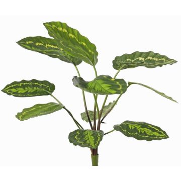 Kunstpflanze Calathea roseopicta WENFYN, Steckstab, grün, 55cm Kunstpflanze Calathea roseopicta WENFYN, Steckstab, grün, 55cm