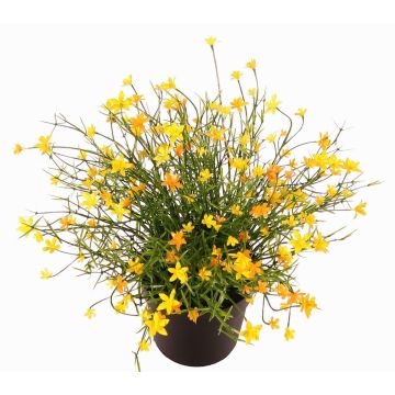 Dekoblume Fleißiges Lieschen GISINDA im Dekotopf, gelb, 25cm Dekoblume Fleißiges Lieschen GISINDA im Dekotopf, gelb, 25cm