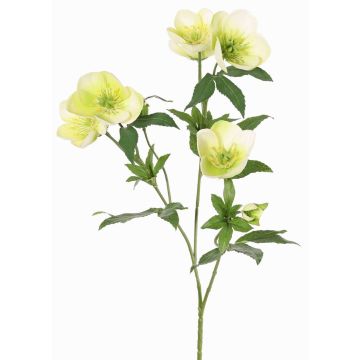 Künstlicher Christrosen Zweig ANYALA, grün-weiß, 60cm, Ø5-6cm Künstlicher Christrosen Zweig ANYALA, grün-weiß, 60cm, Ø5-6cm