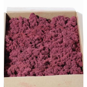 Echtes Isländisches Moos SVEINBJÖRN, mauve, 2,7kg Echtes Isländisches Moos SVEINBJÖRN, mauve, 2,7kg