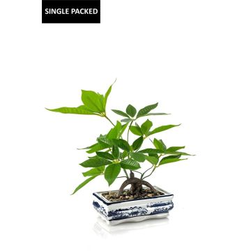 Bonsai künstliche Glückskastanie IVANO in Keramikschale gemustert, grün, 40cm