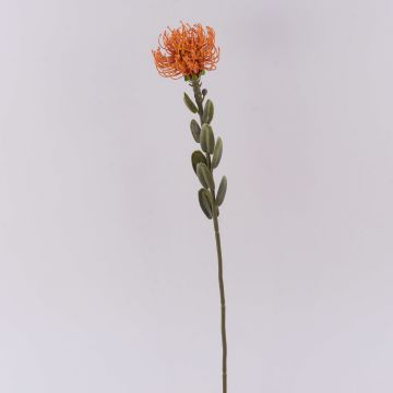 Kunstblume Nadelkissen Protea URMINE, Trockenoptik, orange, 60cm, Ø9cm Kunstblume Nadelkissen Protea URMINE, Trockenoptik, orange, 60cm, Ø9cm