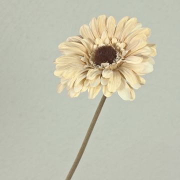 Gerbera künstlich TUNGUSKA, Trockenoptik, creme-beige, 55cm, Ø11cm