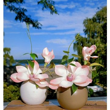 Künstliche Magnolie FEMI im beigen Keramiktopf, aprikose, 20cm, Ø17cm