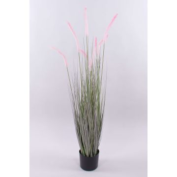 Deko Lampenputzergras PARIDKO mit Rispen, rosa-grün, 120cm