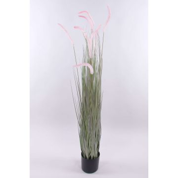 Deko Lampenputzergras PARIDKO mit Rispen, rosa-grün, 150cm