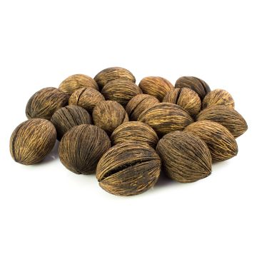 Nuss vom Zerberusbaum Mintola KARABO, braun, 20 Stück, 5x6cm