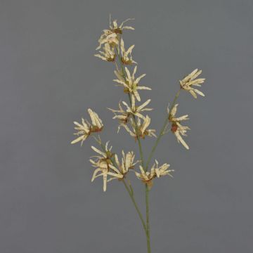 Künstlicher Zaubernuss Zweig ORAFA mit Blüten, beige, 80cm, Ø4-8cm
