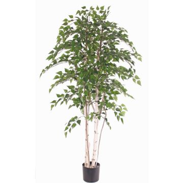 Künstliche Weißbirke TAMOU, Naturstämme, grün, 195cm Künstliche Weißbirke TAMOU, Naturstämme, grün, 195cm