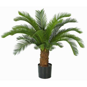 Dekopalme Cycas SLITAL, 80cm Dekopalme Cycas SLITAL, 80cm
