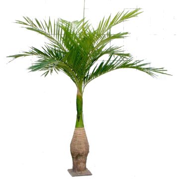 Plastik Ravenea Palme KOKIN, 265cm