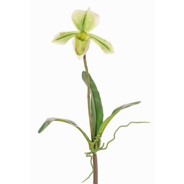Kunst Paphiopedilum Orchidee VELANA, Steckstab, grün-weiß, 40cm Kunst Paphiopedilum Orchidee VELANA, Steckstab, grün-weiß, 40cm