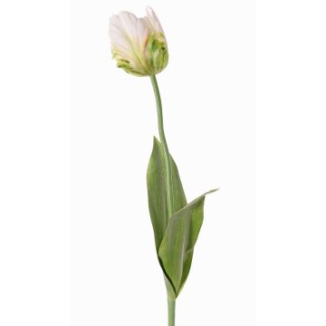 Kunstblume Papageientulpe UAKARI, weiß-grün, 65cm, Ø6cm Kunstblume Papageientulpe UAKARI, weiß-grün, 65cm, Ø6cm