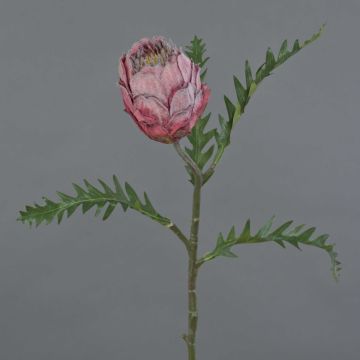 Unechte Protea BREGANSA, altpink, 65cm, Ø7cm