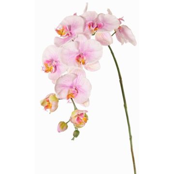 Dekozweig Phalaenopsis Orchidee WESA, rosa-weiß, 90cm, Ø11-12,5cm Dekozweig Phalaenopsis Orchidee WESA, rosa-weiß, 90cm, Ø11-12,5cm