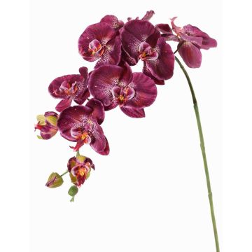 Dekozweig Phalaenopsis Orchidee WESA, dunkelviolett-weiß, 90cm, Ø11-12,5cm Dekozweig Phalaenopsis Orchidee WESA, dunkelviolett-weiß, 90cm, Ø11-12,5cm